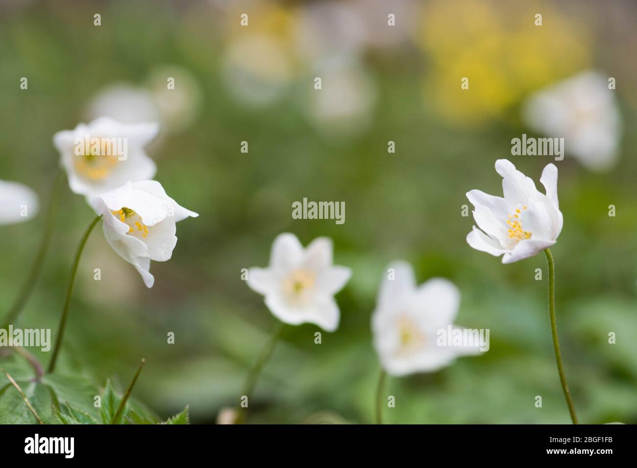 Fleurs blanches du printemps dans une forêt après la pluie avec fond flou Banque D'Images