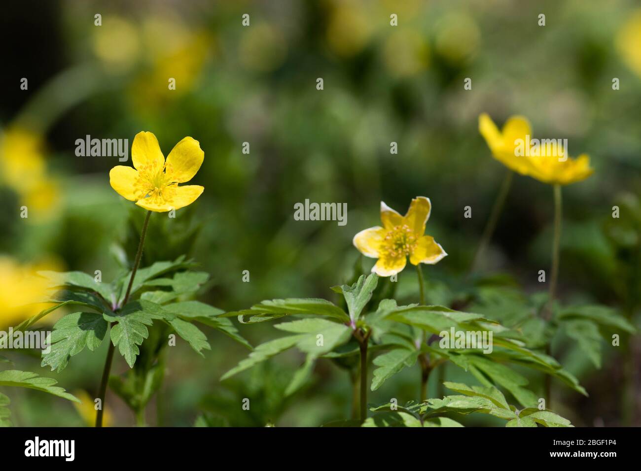 Fleurs jaunes du printemps dans une forêt après la pluie avec fond flou Banque D'Images