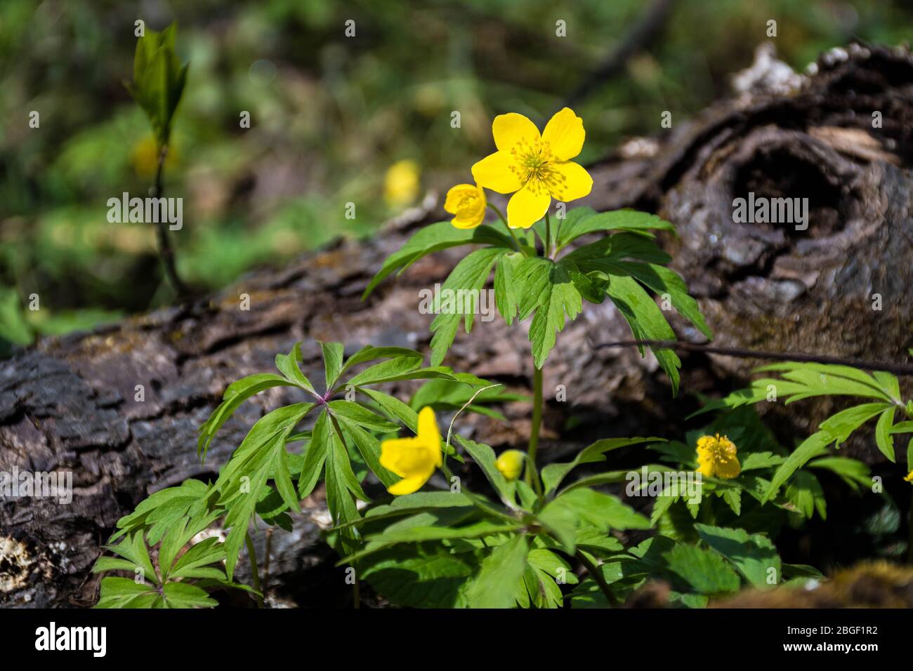 Fleurs jaunes du printemps dans une forêt après la pluie près d'un tronc tombé avec fond flou Banque D'Images
