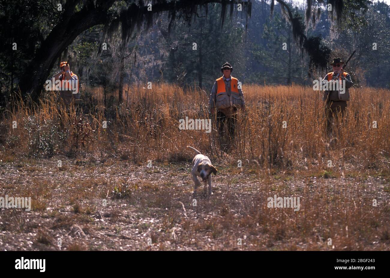 Quail Shoot à Bray's Island Plantation Sheldon Caroline du Sud États-Unis 2002 Banque D'Images Quail Shoot à Bray's Island Plantation Sheldon Caroline du Sud États-Unis 2002 Banque D'Images
