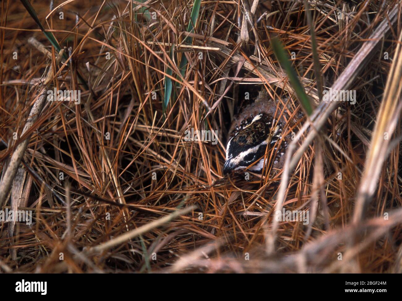 Quail Shoot à Bray's Island Plantation Sheldon Caroline du Sud États-Unis 2002 Banque D'Images Quail Shoot à Bray's Island Plantation Sheldon Caroline du Sud États-Unis 2002 Banque D'Images