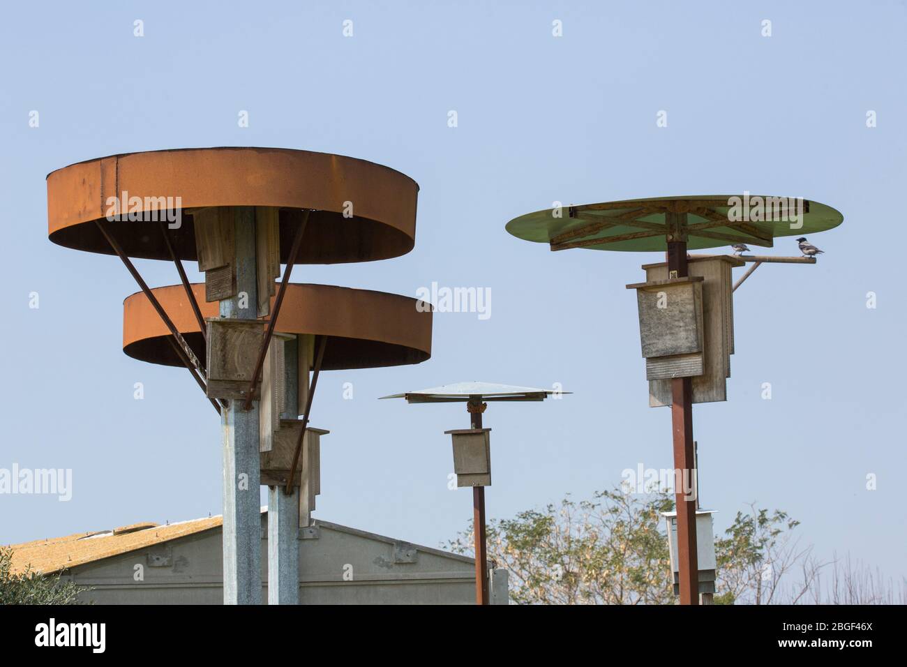 Nicheuses placées dans des champs pour attirer les chauves-souris [ici la pipette de Kuhl (Pipistrellus kuhlii)] comme un contrôle naturel des parasites pour l'agriculture biologique. Phot Banque D'Images