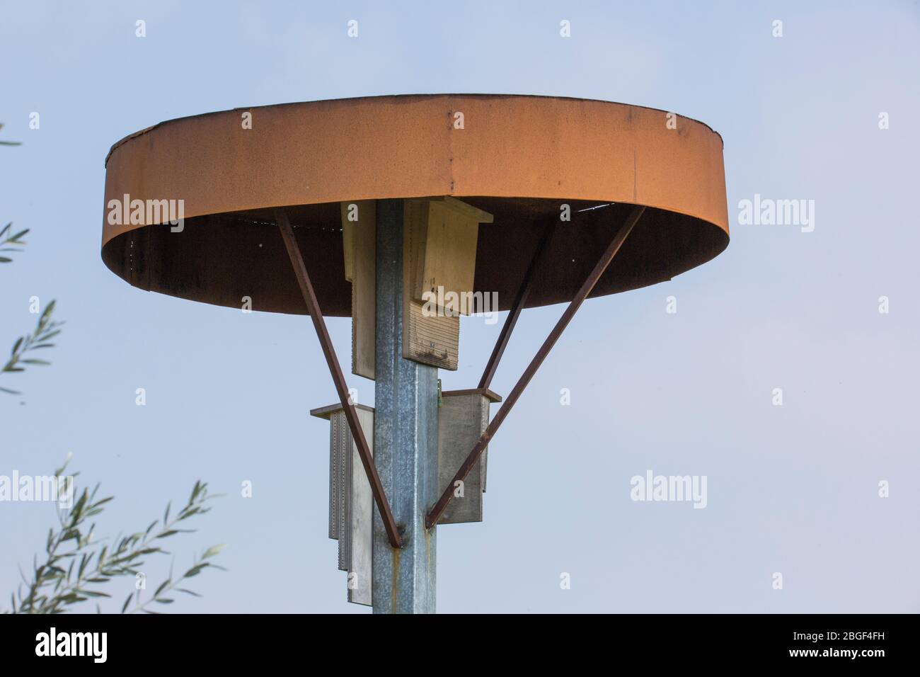 Nicheuses placées dans des champs pour attirer les chauves-souris [ici la pipette de Kuhl (Pipistrellus kuhlii)] comme un contrôle naturel des parasites pour l'agriculture biologique. Phot Banque D'Images