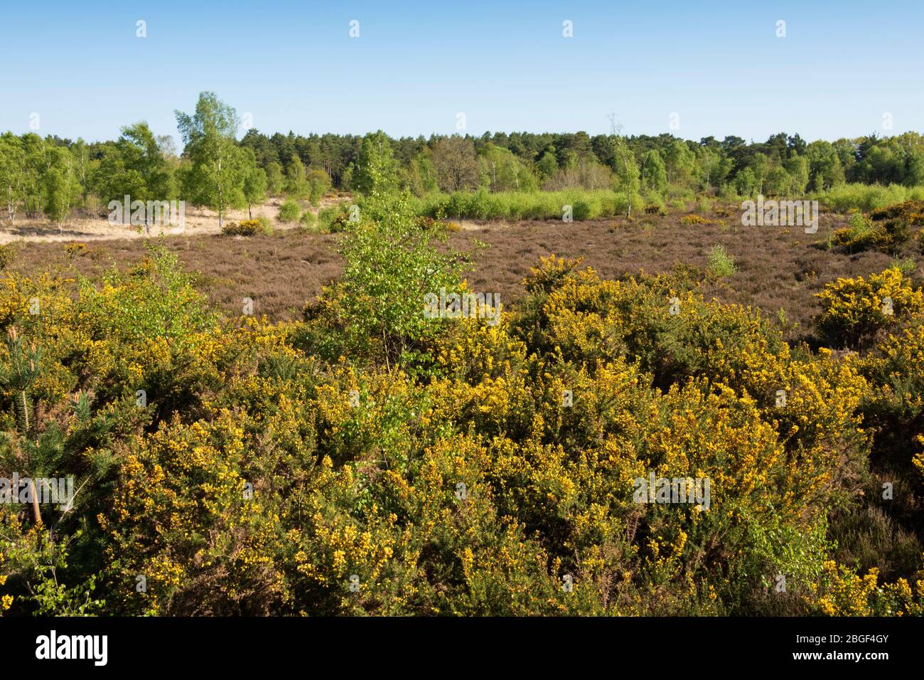Newtown Common Heathland avec gorse jaune au soleil du matin, Burghclere, Hampshire, Angleterre, Royaume-Uni Banque D'Images