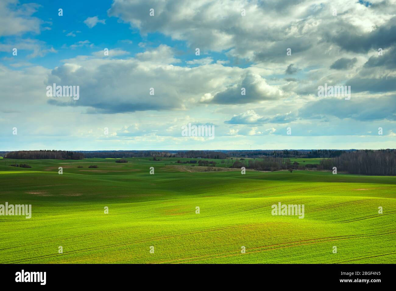 Collines vertes de printemps avec champs de blé. Banque D'Images