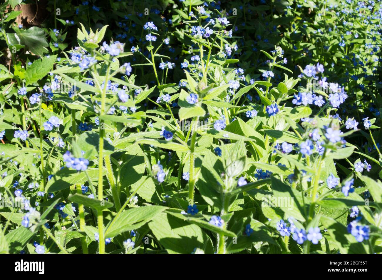 Grappes de l'oubli bleu-fleuri ni de la Marie-teyée bleue (Omphalodes Verna) Banque D'Images