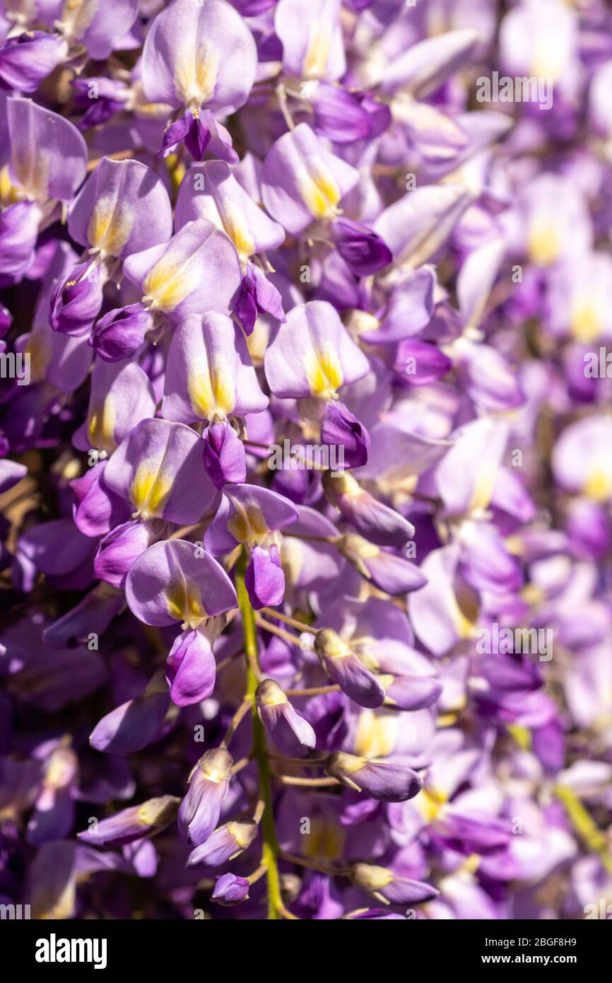 Fleurs pourpres de wisteria sinensis en avril, Hampshire, Angleterre, Royaume-Uni Banque D'Images