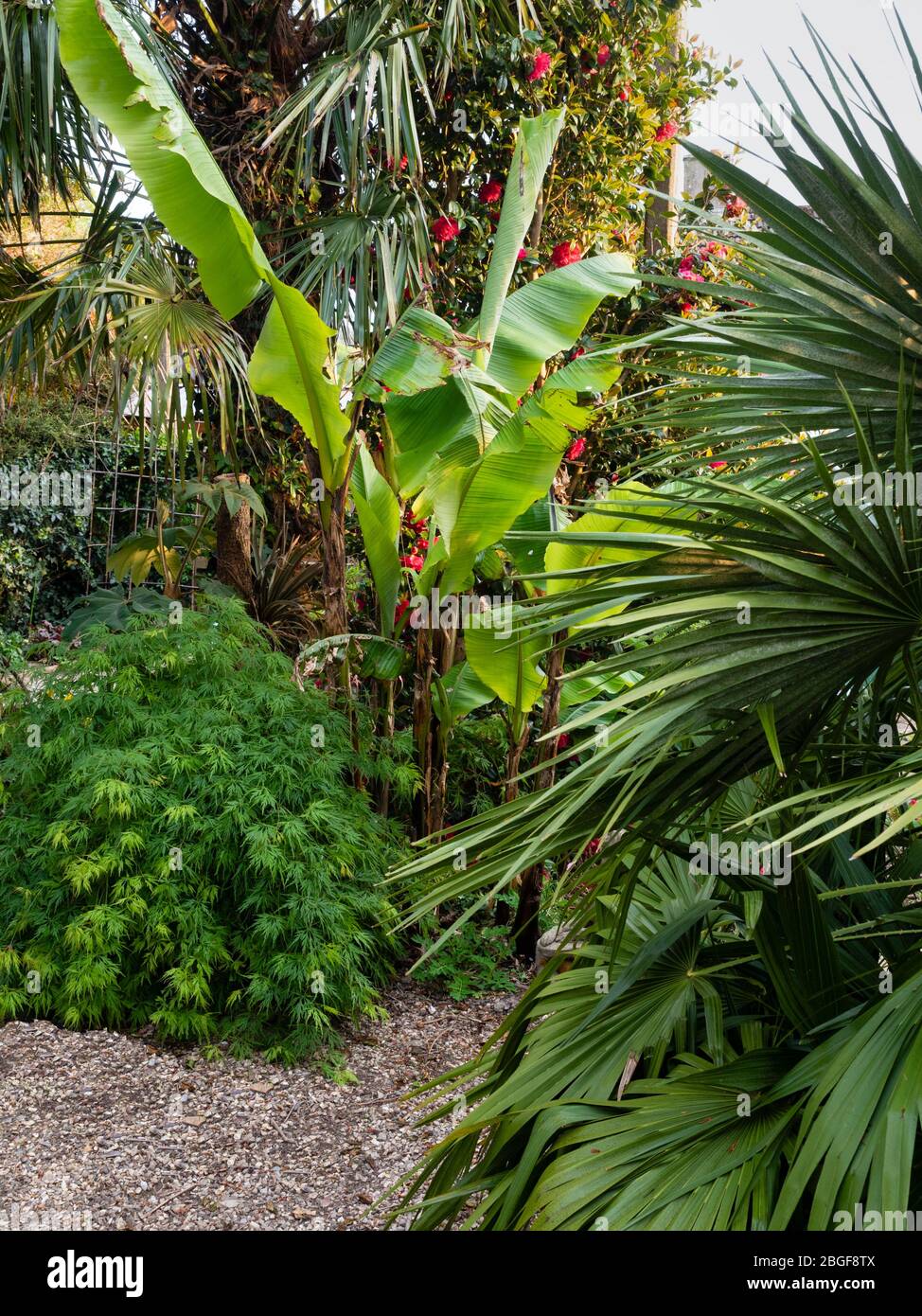 Les feuilles émergeantes de la banane dure, Musa basjoo, sont encadrées par Acer palmatum dissectum et Chamerops humilis dans un jardin de Plymouth Banque D'Images