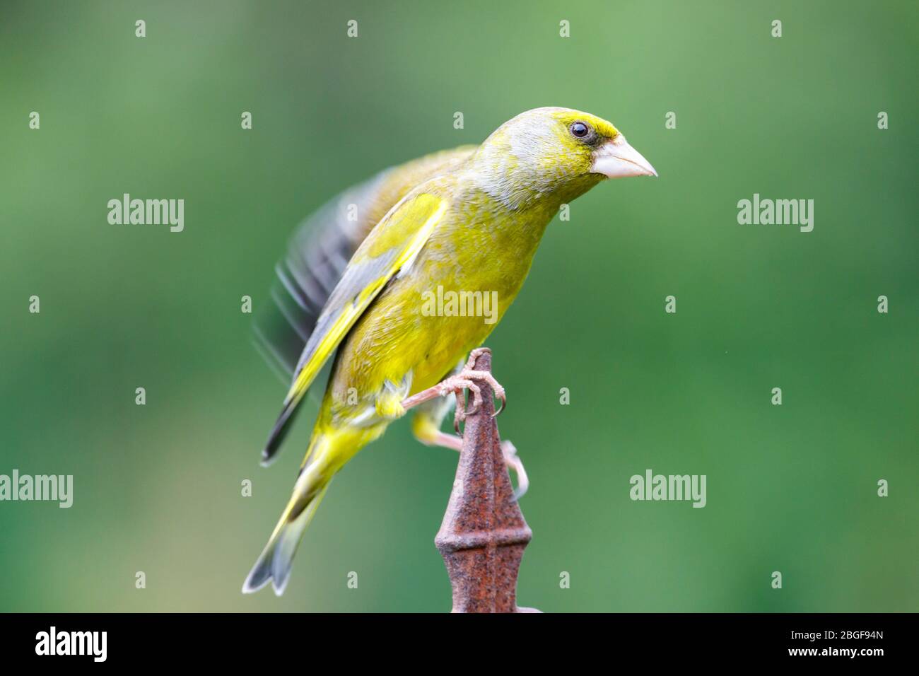 Greenfinch (chloris chloris) dans le jardin anglais, Royaume-Uni Banque D'Images