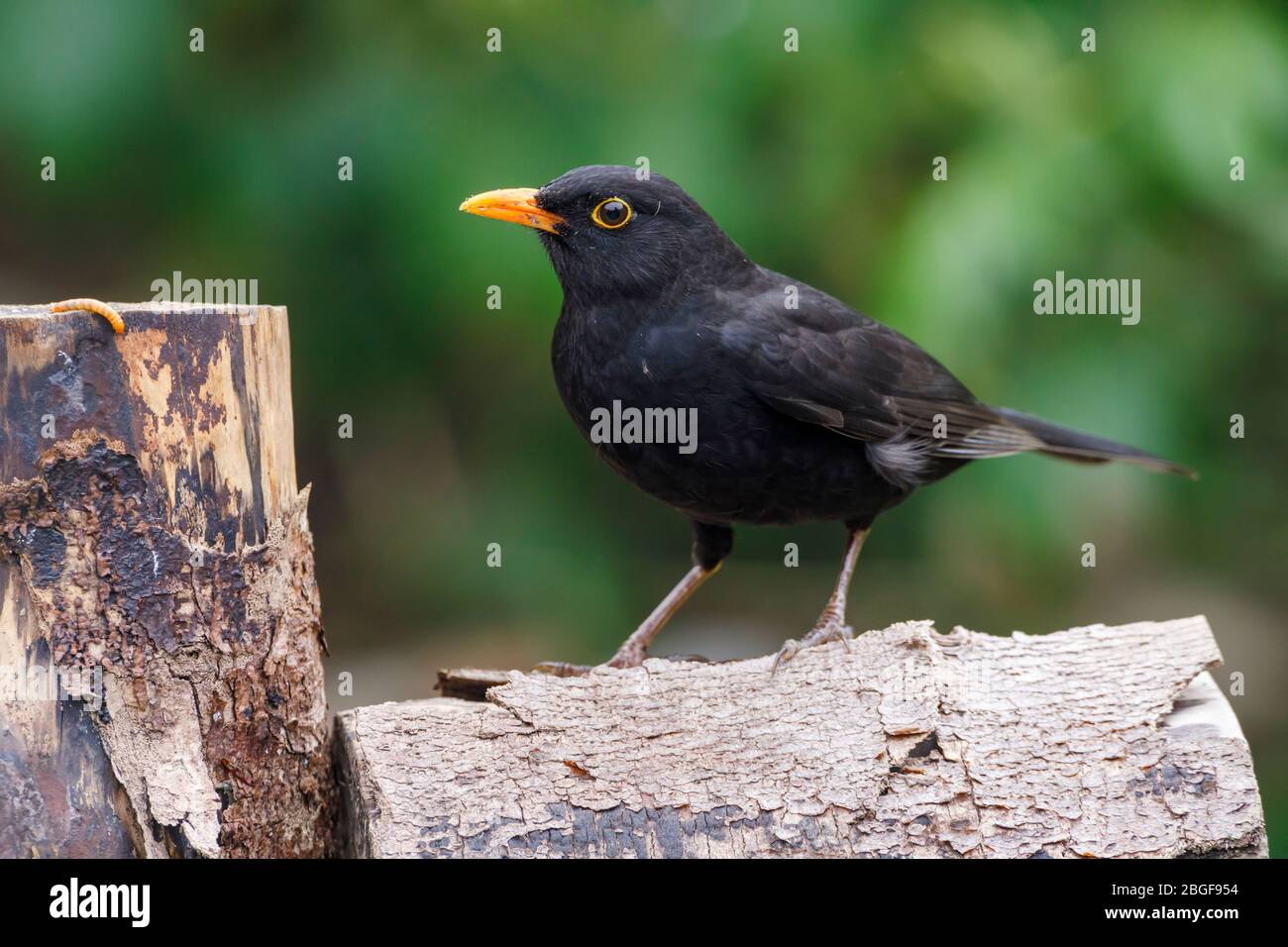 Un mâle Blackbird (Turdus merula) se dresse sur une pile de grumes dans un jardin en Angleterre, au Royaume-Uni Banque D'Images Un mâle Blackbird (Turdus merula) se dresse sur une pile de grumes dans un jardin en Angleterre, au Royaume-Uni Banque D'Images