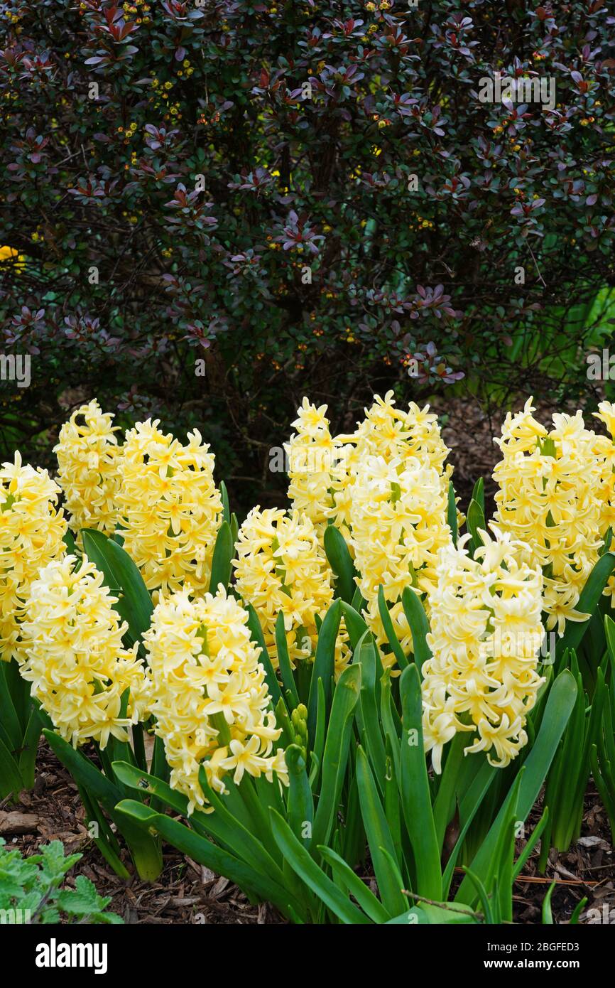 Fleurs de jacinthe jaune parfumée qui poussent dans le jardin du printemps  Photo Stock - Alamy