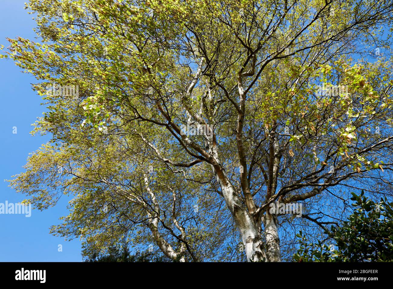 Arbre Birch argent au Springtime Banque D'Images