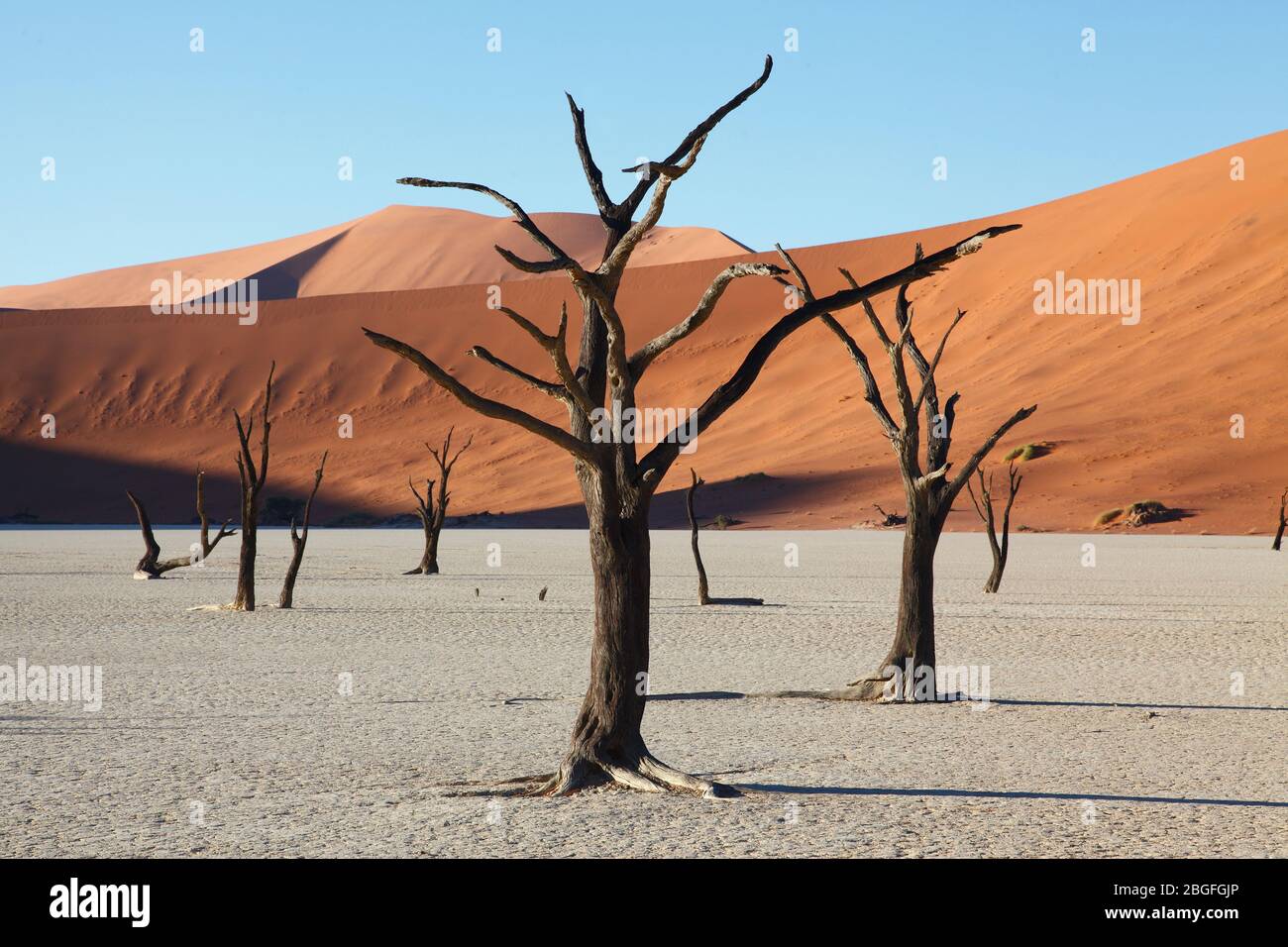 Anciens arbres à camélépine sur le fond argent de Dead Vlei au milieu des dunes de sable de Sossusvlei dans le parc Namib Naukluft, dans le sud de la Namibie. Banque D'Images