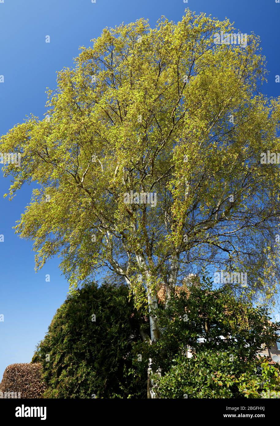 Arbre Birch argent au Springtime Banque D'Images
