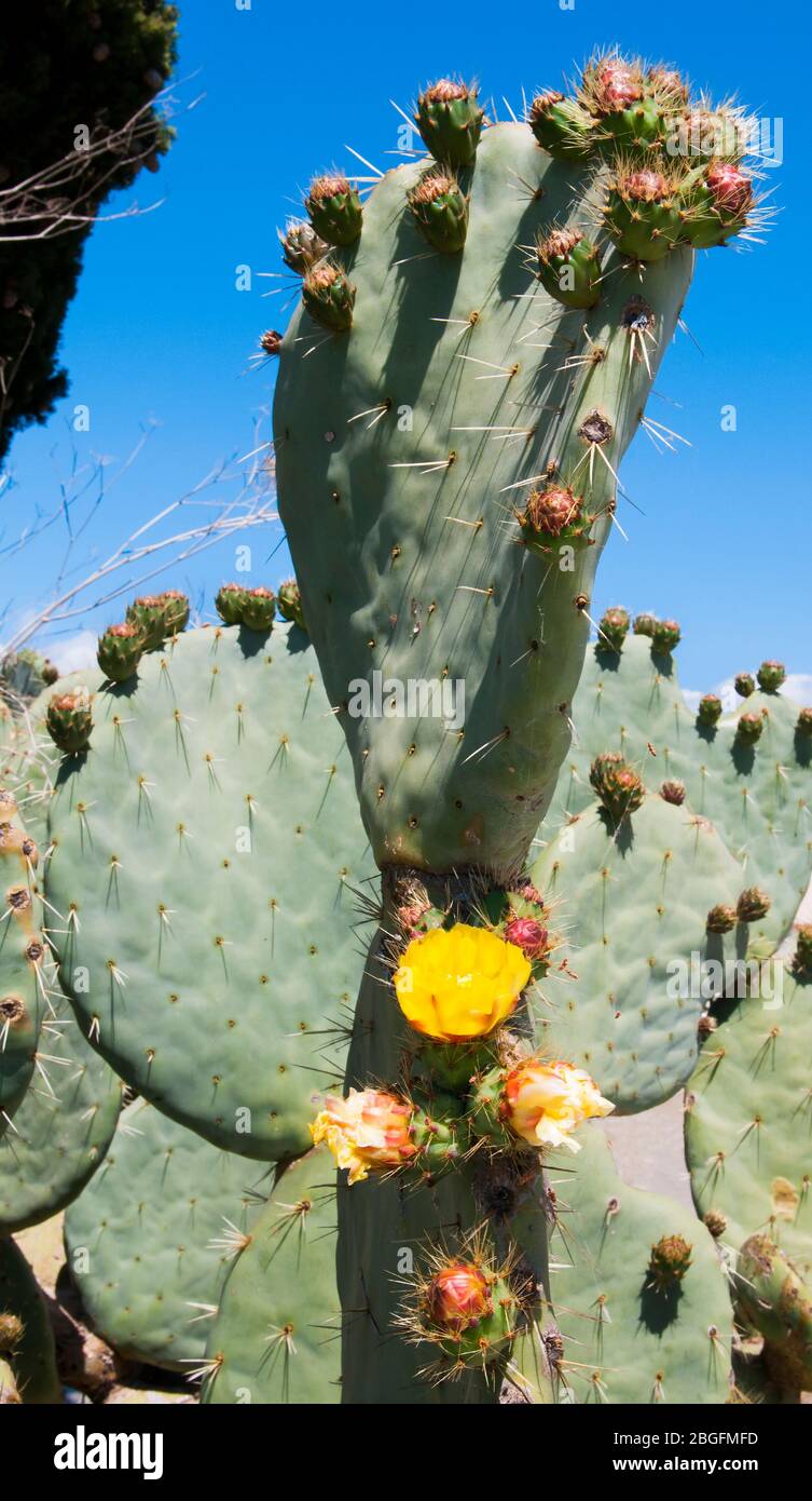 Gros plan d'un cactus Opuntia fleuri isolé sur un ciel bleu Banque D'Images