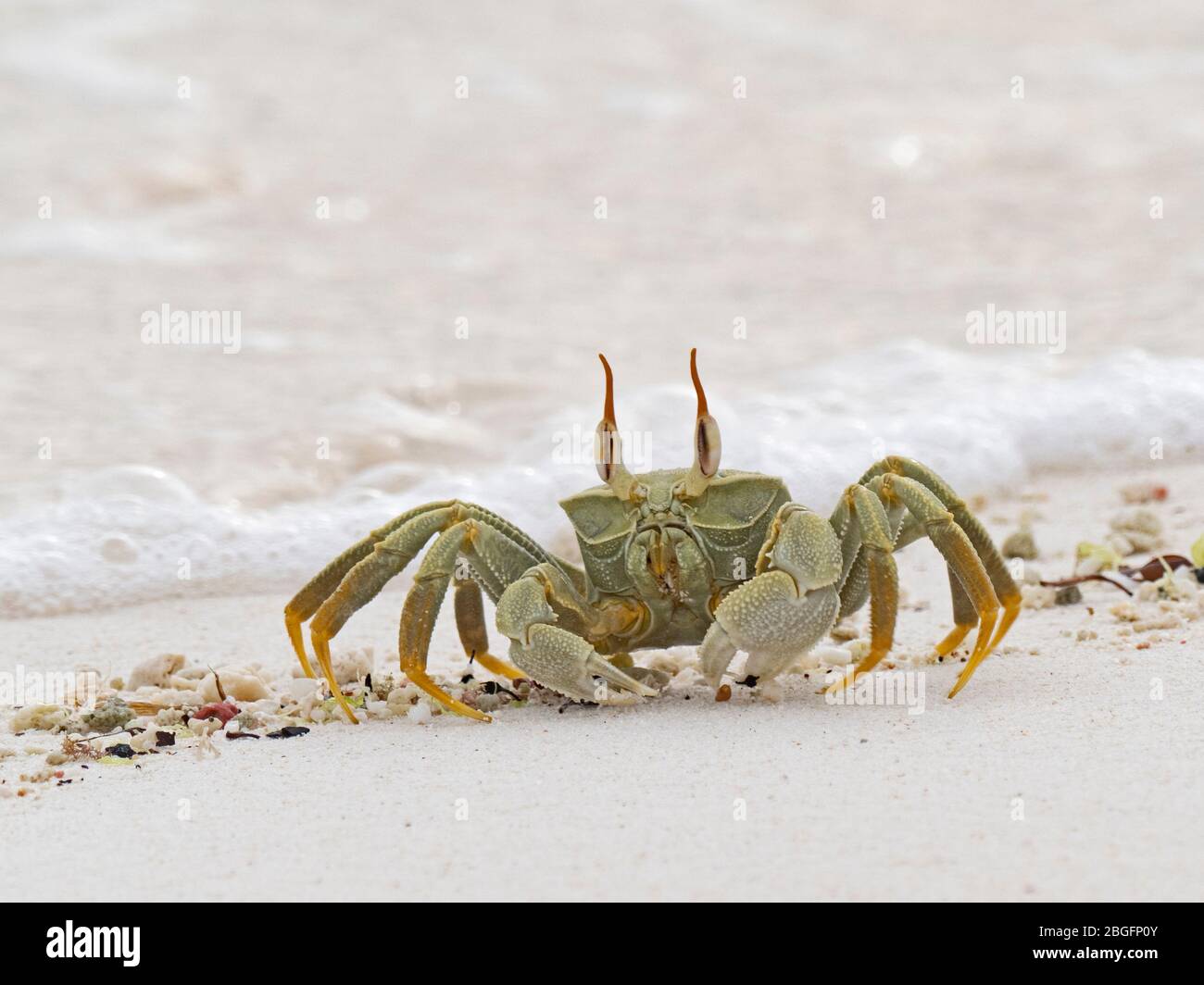 Crab fantôme (ocypode ceratophtalma), Ile de l'Assiseuse, Cosmoledo Atoll, Seychelles Banque D'Images