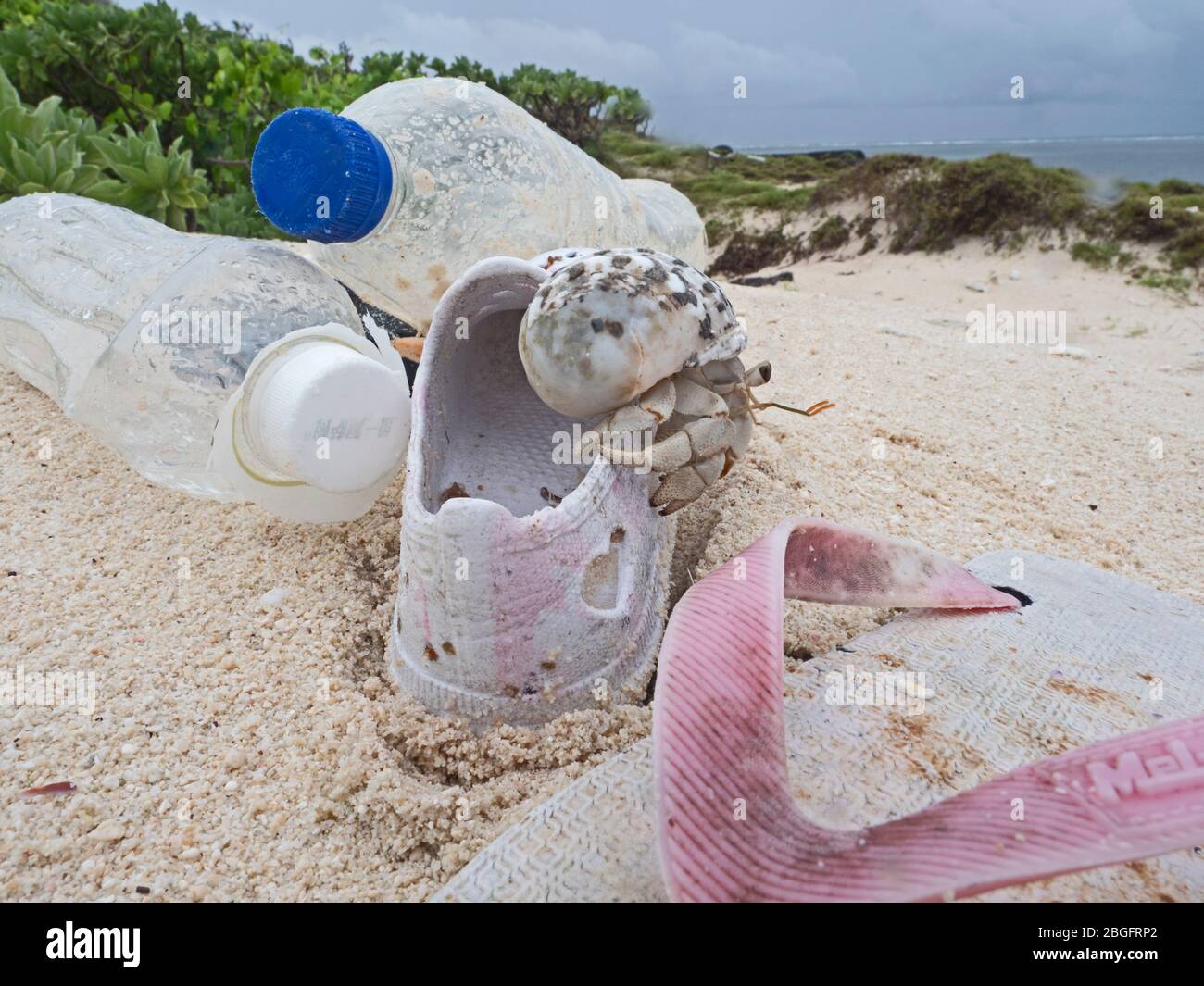 Stawberry Hermit Crab Coenobita perlatus, juvénile, escalade sur la plage lavée en ordures, Wizard Island, Cosmoledo Atoll, Seychelles Banque D'Images