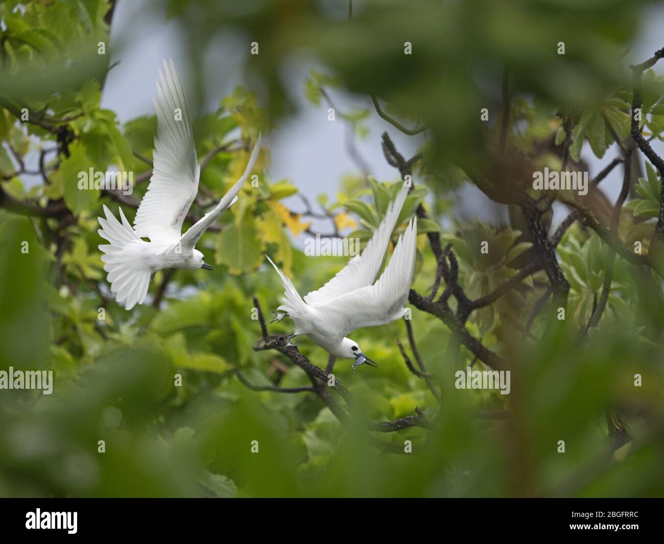 Blanc / Fern de fées (Gygis alba), Ile de l'Assiseuse, Cosmoledo Atoll, Seychelles Banque D'Images