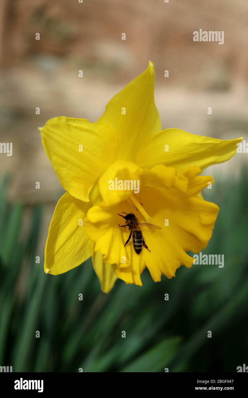 Abeille sur Daffodil jaune avec des feuilles vertes dans le jardin, abeille sur Daffodil dans le jardin, insecte sur fleur jaune avec des feuilles vertes macro, photo florale Banque D'Images