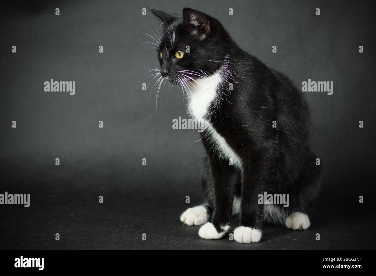 Chat noir et blanc assis - fond noir Banque D'Images