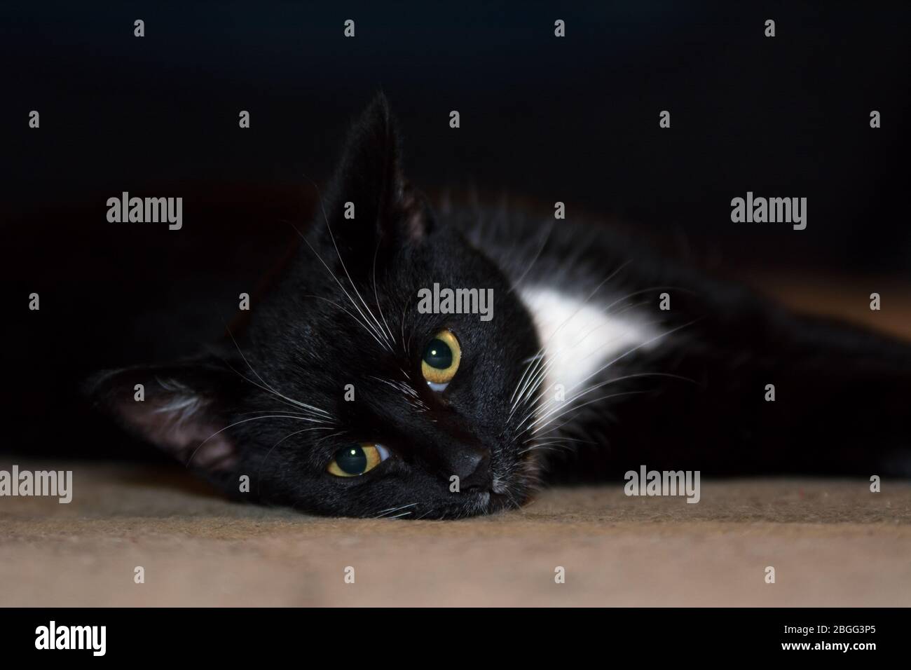 Chat noir et blanc allongé sur un tapis beige - gros plan Banque D'Images