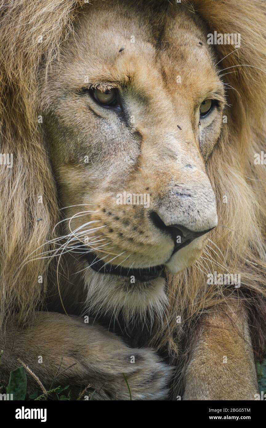 Majestueux gros portrait du lion Banque D'Images