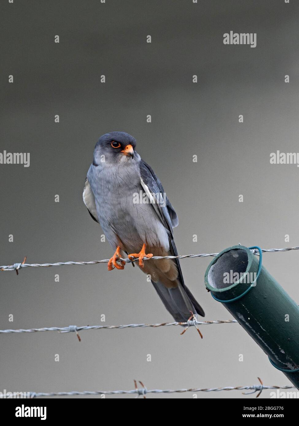 Amur Falcon Falco amurensis homme, Mahe, Seychelles, décembre Banque D'Images