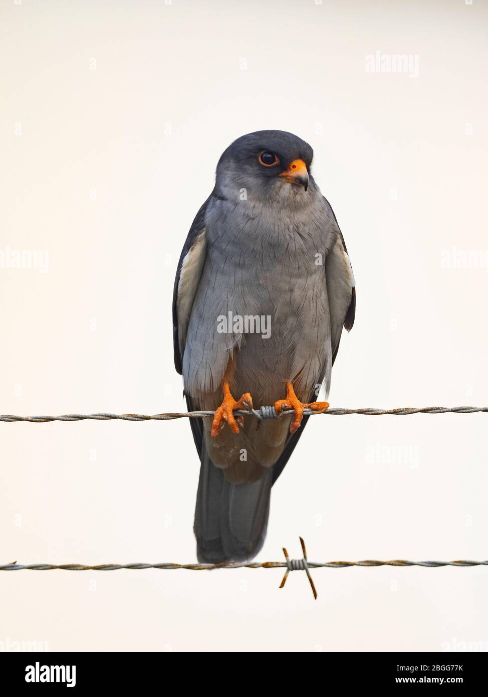 Amur Falcon Falco amurensis homme, Mahe, Seychelles, décembre Banque D'Images
