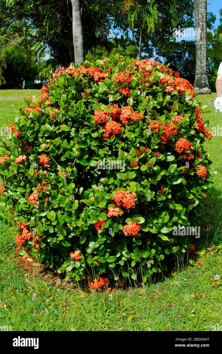 Arnaque rouge Ixora arbuste latin nom Ixora taiwanensis Banque D'Images