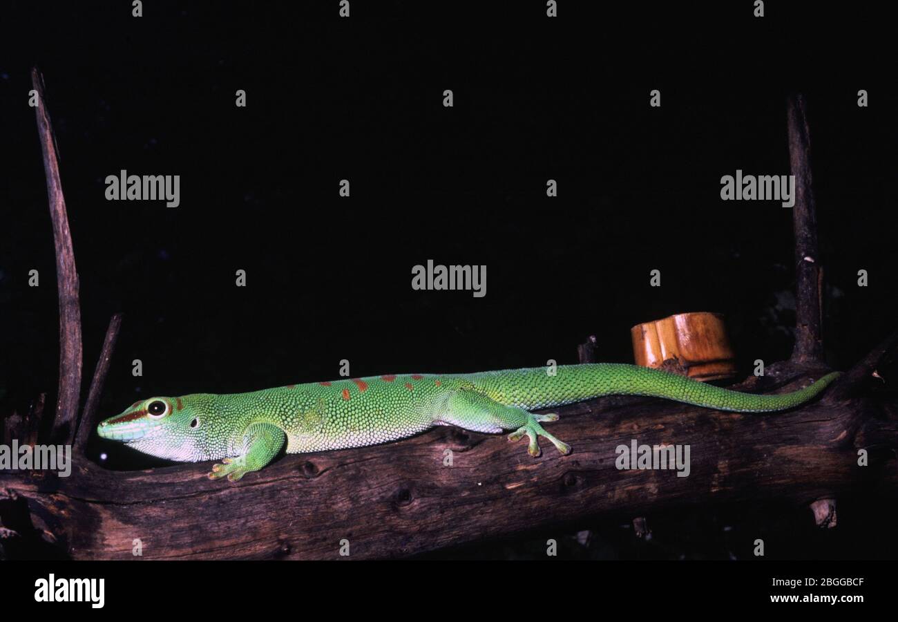 Jour de Madagascar Gecko, Phelsuma grandis Banque D'Images