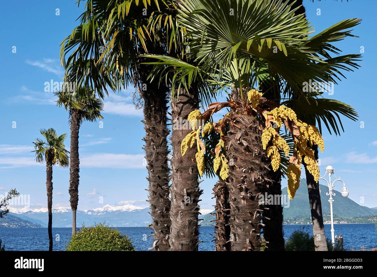 Trachycarpus fortunes palmiers en fleurs Banque D'Images