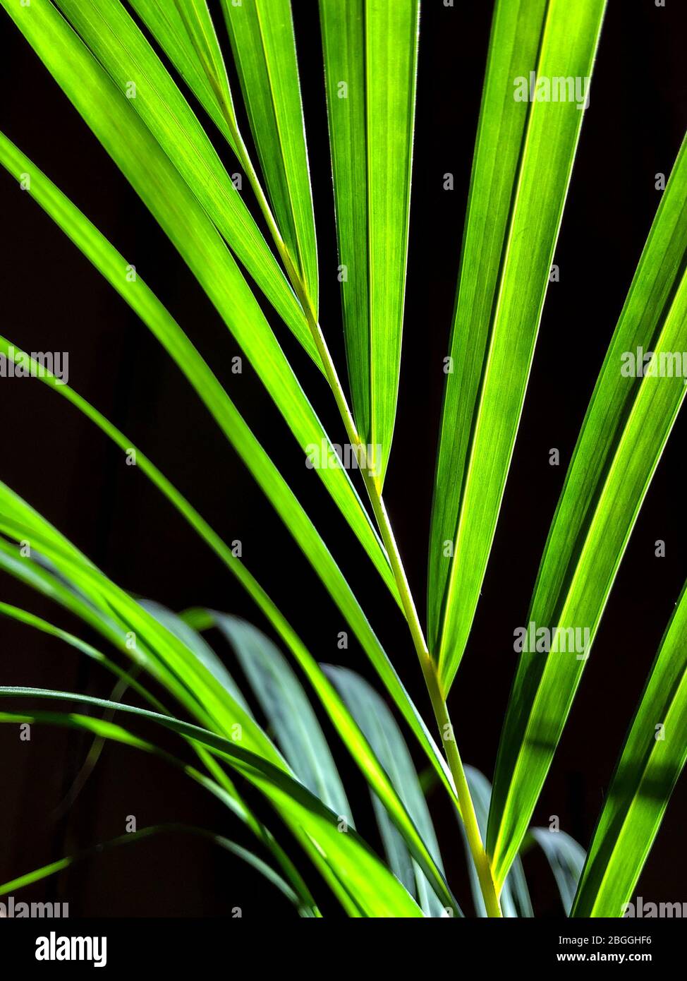 Une branche de palmier vert intérieur illuminée par les lampes solaires. Banque D'Images