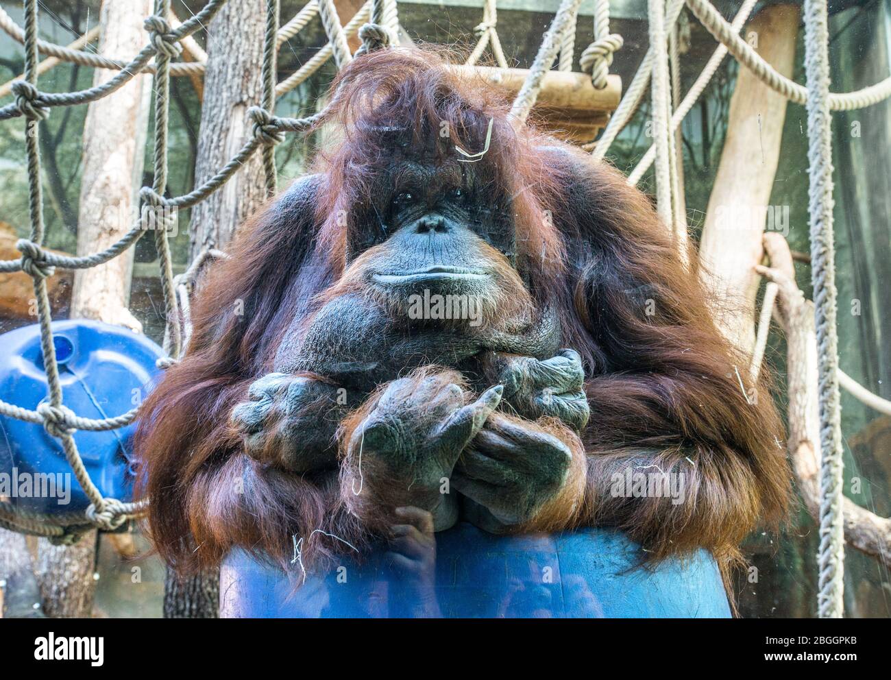 Orangutan au zoo de la ménagerie du jardin des plantes, Paris, France Banque D'Images
