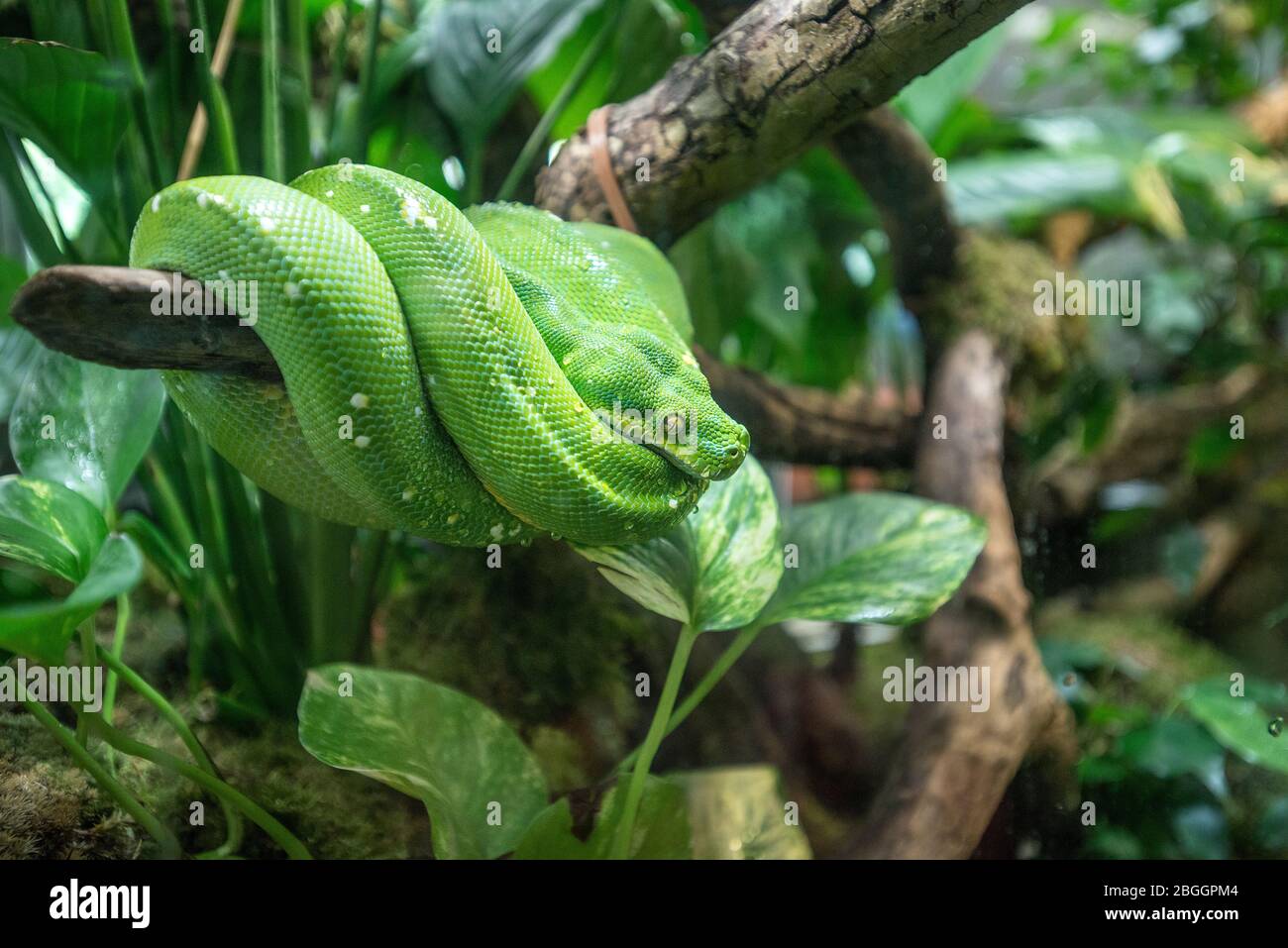 Serpent vert au zoo de la ménagerie du jardin des plantes, jardin zoologique, Paris, France Banque D'Images
