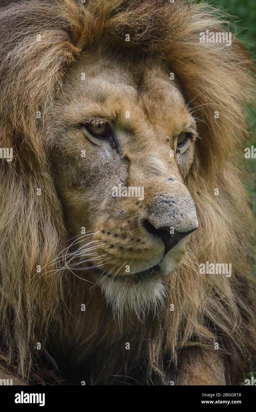 Majestueux gros portrait du lion Banque D'Images