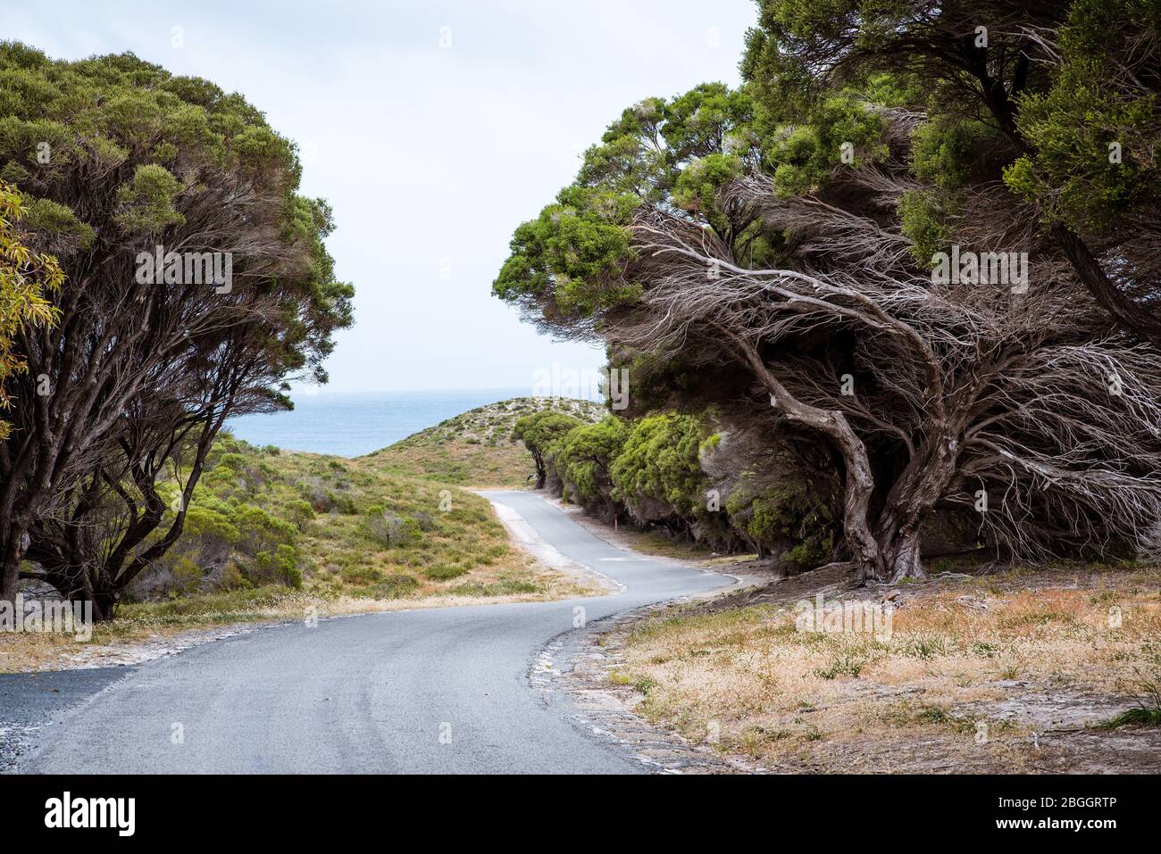 Chemin d'asphalte tortueux bordé d'anciens théières tortueuses, d'arbustes verts et de buissons sur l'île Rottnest, en Australie occidentale. Paysage naturel pittoresque Banque D'Images