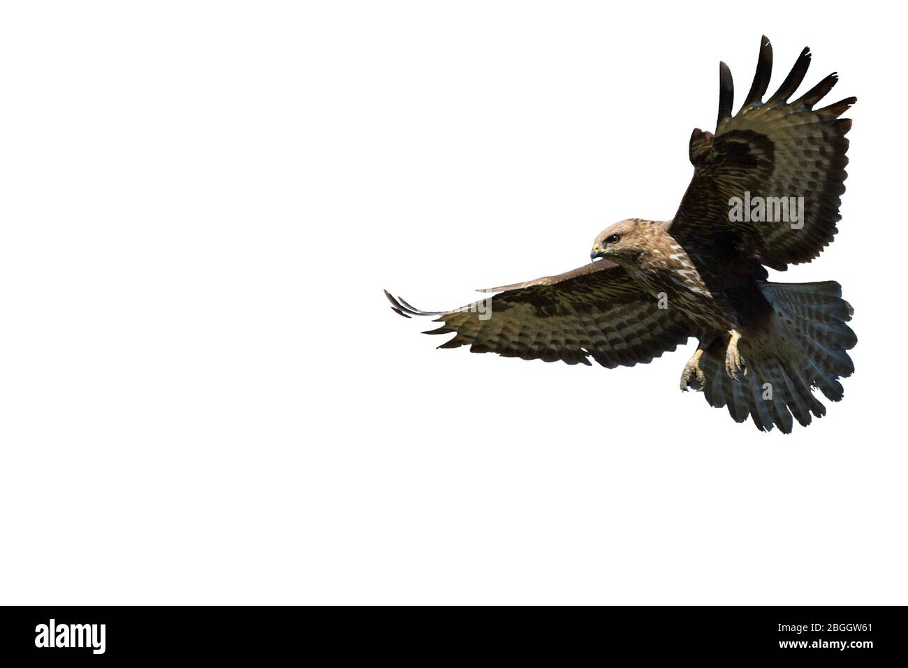 Un prédateur féachery, un aigle, avec des ailes étirées et un regard attentif, sur un fond blanc. Banque D'Images