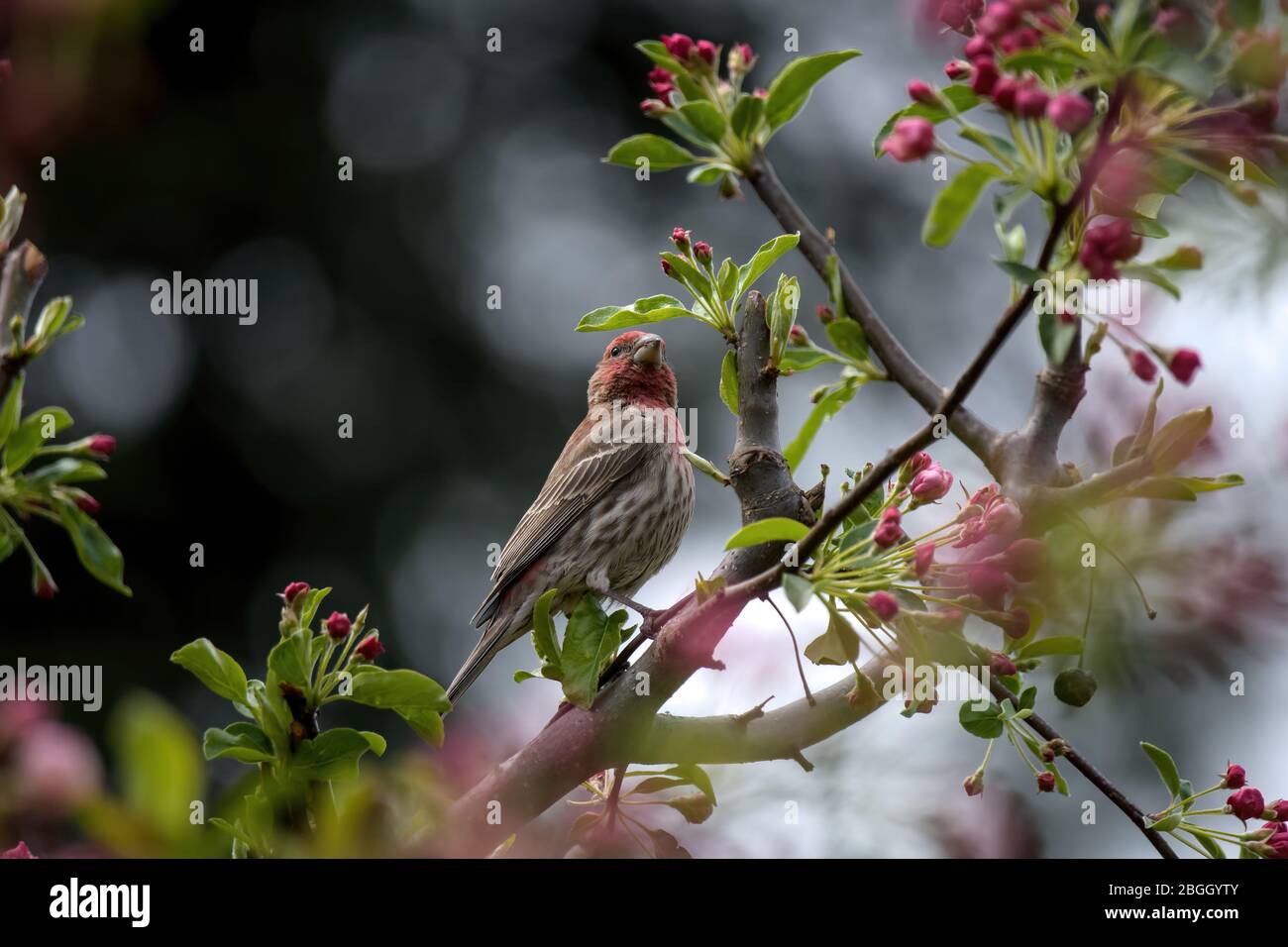 Maison finch encadré par des fleurs d'arbre roses. Il est originaire de l'ouest de l'Amérique du Nord. Banque D'Images