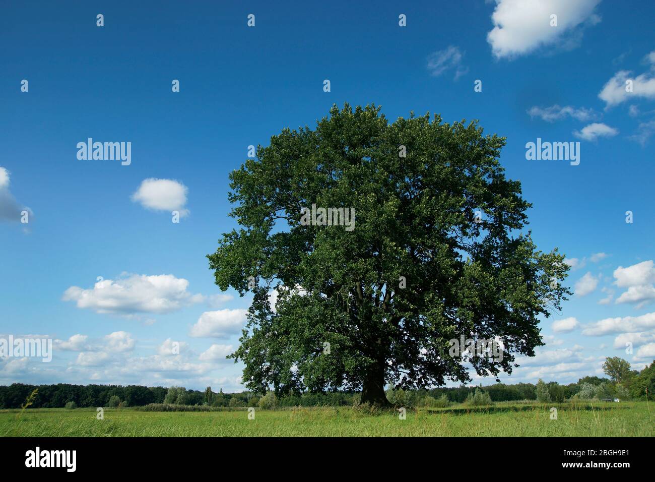 un arbre solitaire en été contre un ciel bleu nuageux Banque D'Images