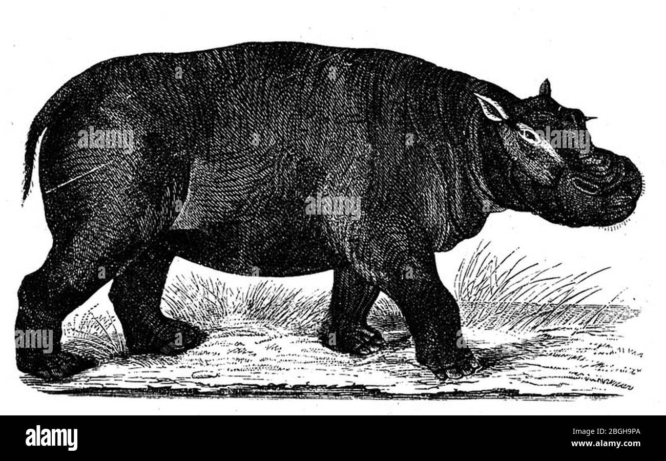 Amphibius hippopotamus. Banque D'Images