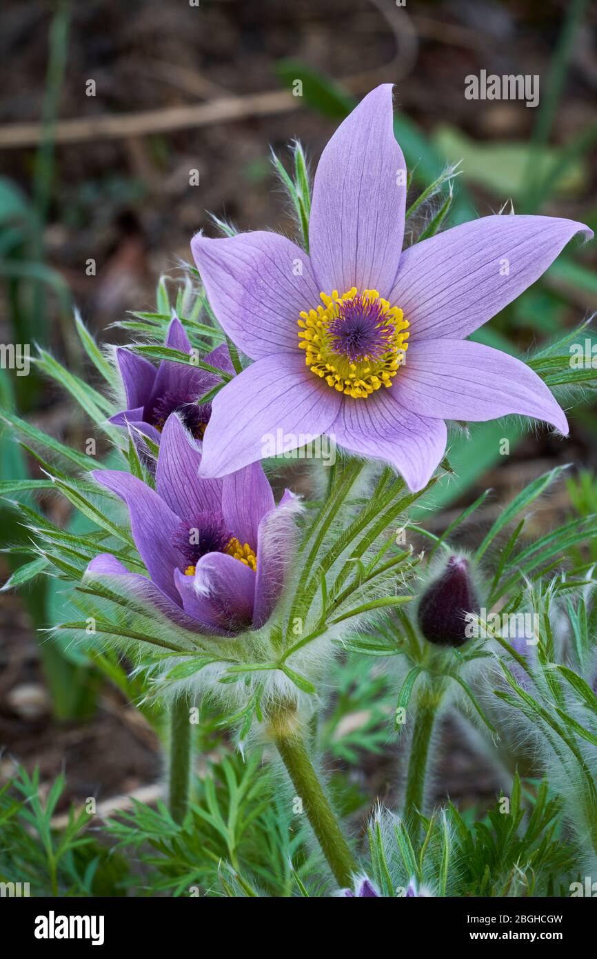 Plusieurs fleurs de la pulsatilla grandis, chacune dans un état différent, se forment fermées pour être complètement ouvertes. Banque D'Images