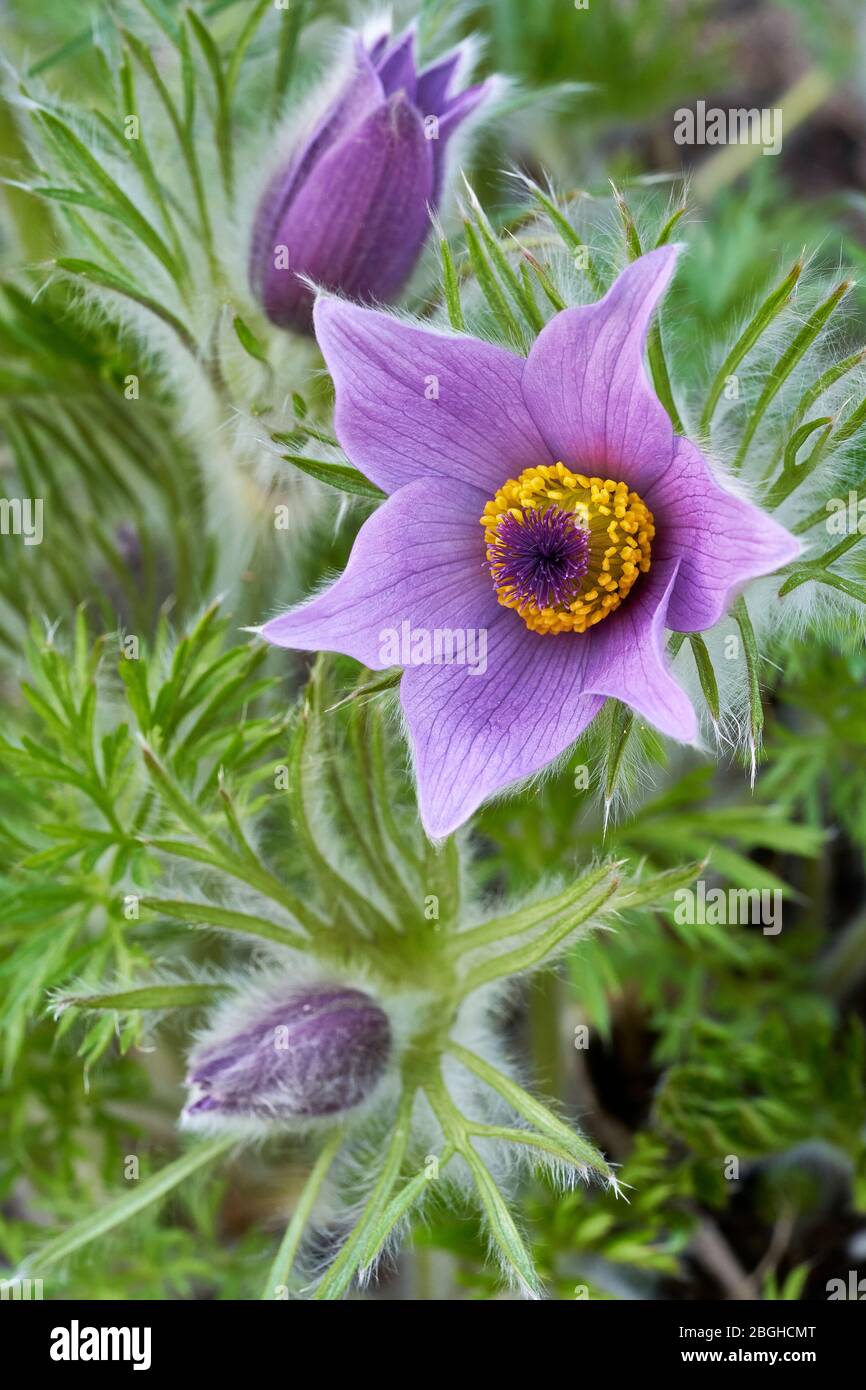 Plusieurs fleurs de la pulsatilla grandis, chacune dans un état différent, se forment fermées pour être complètement ouvertes. Banque D'Images