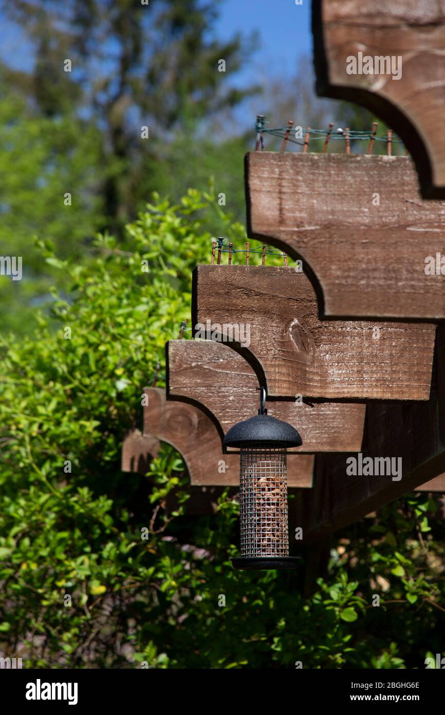 Service d'alimentation d'oiseaux dans le jardin domestique Banque D'Images