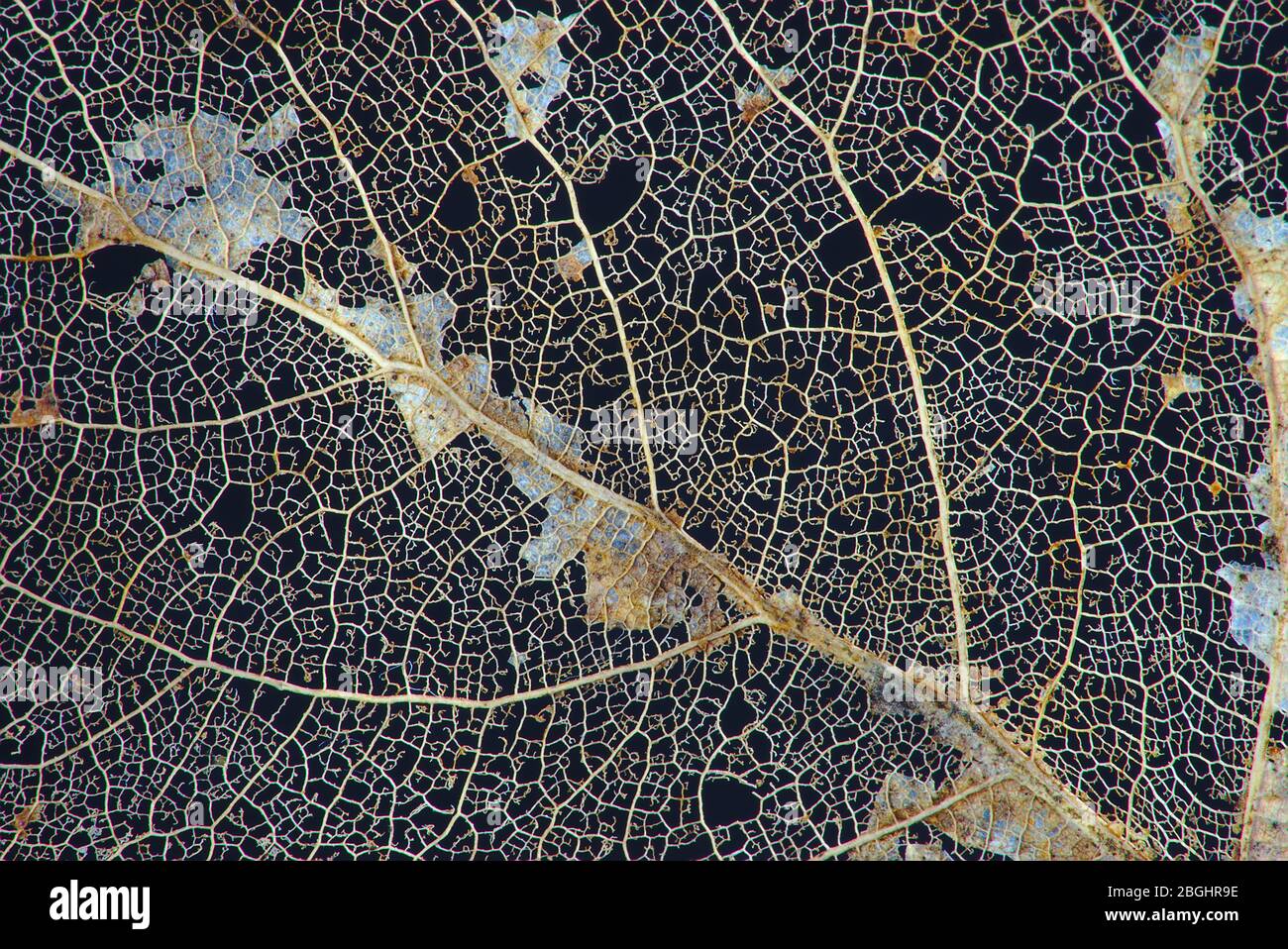 veines de feuilles mortes sur fond noir en macro photographie Banque D'Images