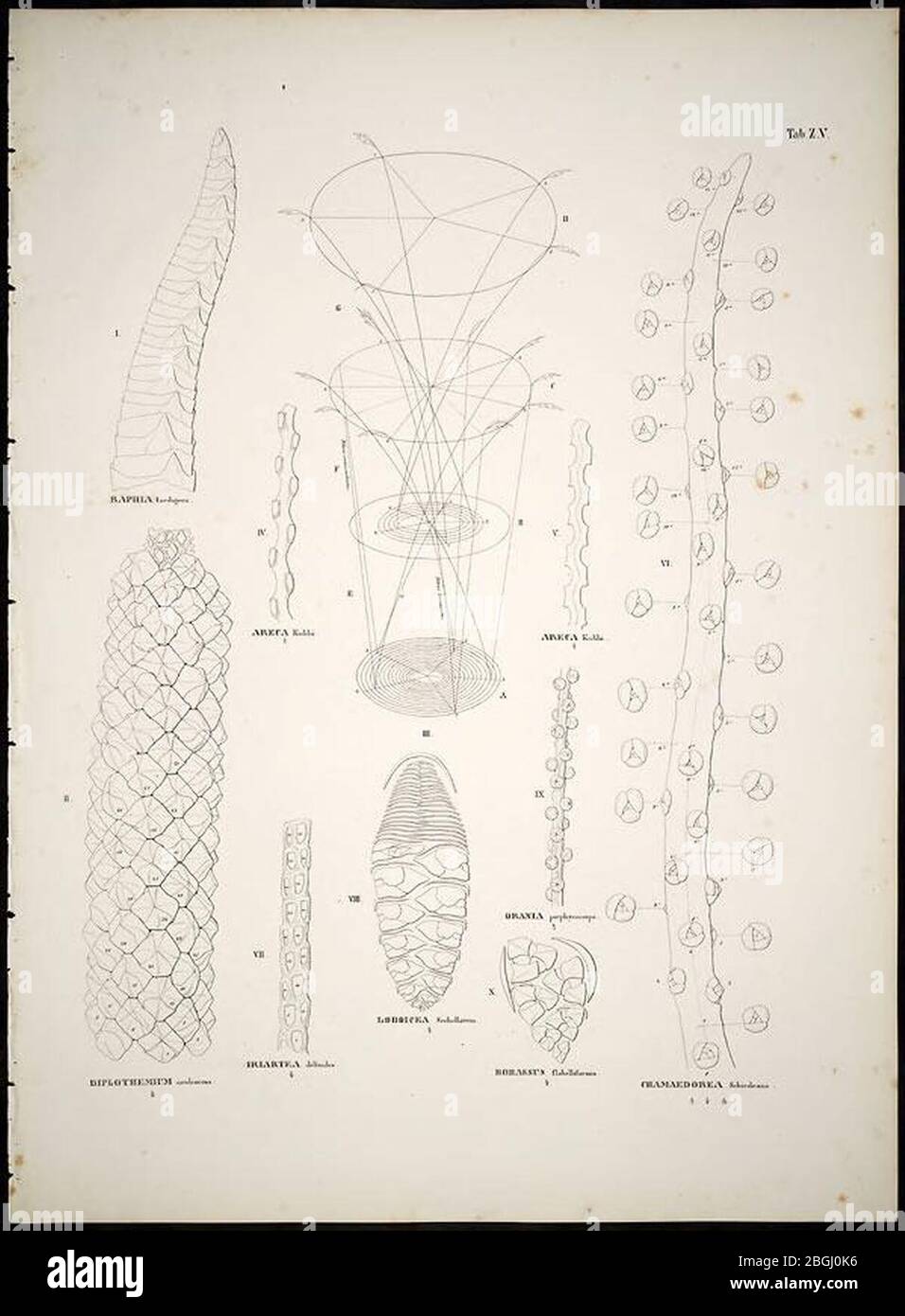 Historia naturalis palmarum (onglet. Z. V) Banque D'Images