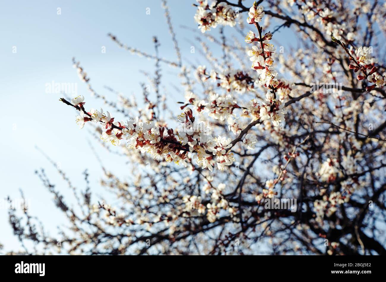 Belle fleur d'abricot blanc.arbre d'abricot fleuri.fond de printemps frais sur la nature à l'extérieur Banque D'Images