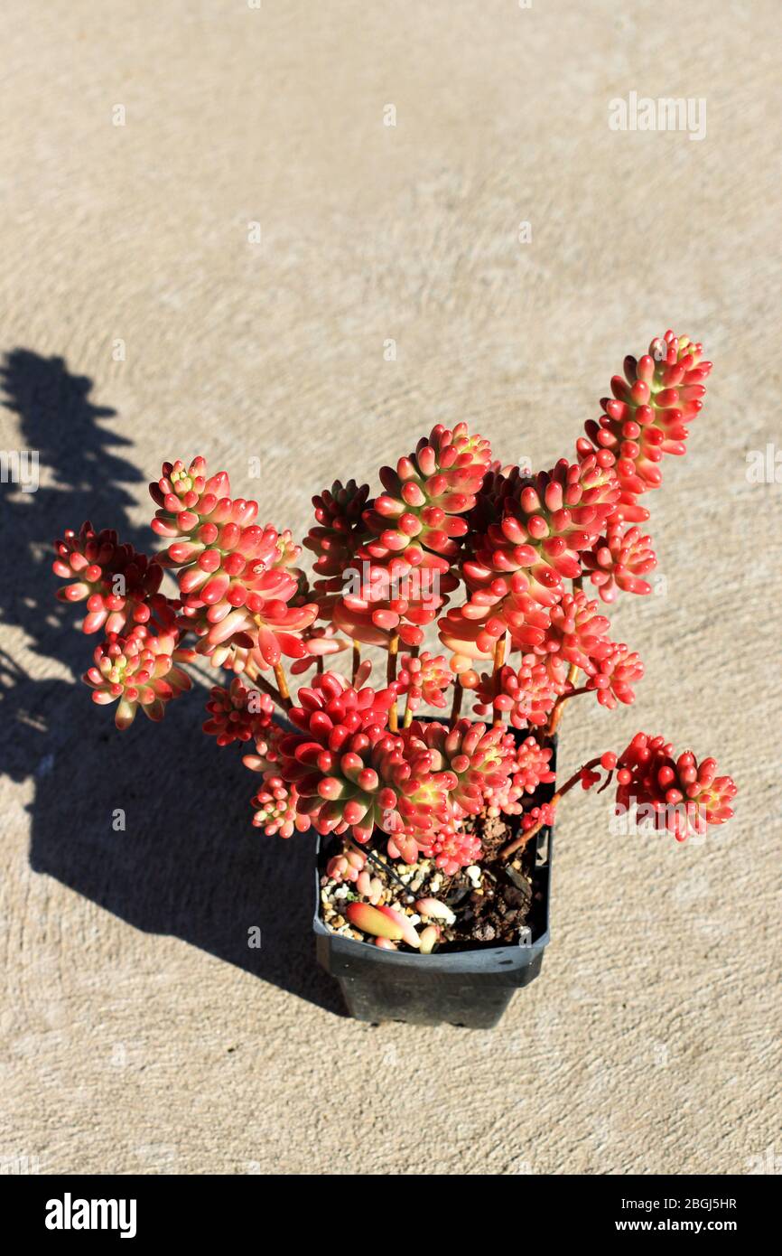 Sedum rubrotinctum ou Sedum × rubrotinctum ou aussi connu sous le nom de plante de haricots gélifiés Banque D'Images