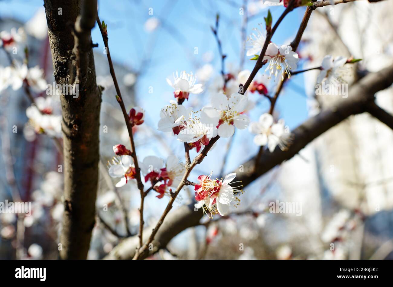 Belle fleur d'abricot blanc.arbre d'abricot fleuri.fond de printemps frais sur la nature à l'extérieur Banque D'Images