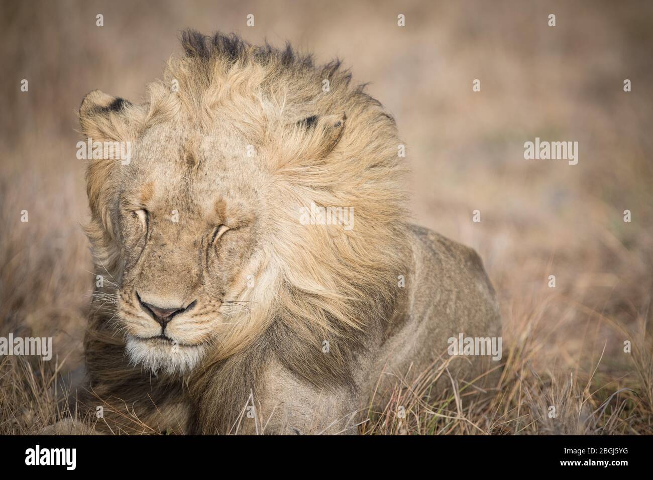 Busanga Plains, une destination de safari exclusive dans le parc national de Kafue, au nord-ouest de la Zambie, abrite une fierté des lions africains, Panthera leo. Banque D'Images