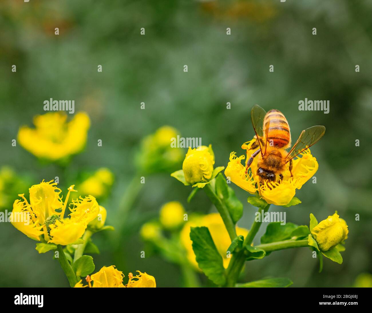 Gros plan de Cute Bee sur des fleurs jaunes Banque D'Images